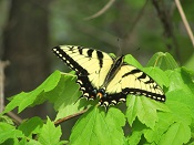 Eastern tiger swallowtail (Papilo glaucus)