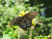 Eastern tiger swallowtail (Papilio glaucus), black form