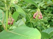 groundnut vine (Apios americana)