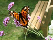 Monarch butterfly (Danaus plexippus)