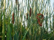 Narrowleaf Cattail (Typha angustifolia L.)