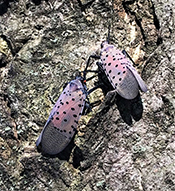 Spotted lanternfly