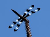 Twelve-spotted skimmer (Libellula pulchella)