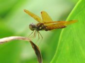 Male eastern amberwing (Perithemis tenera)