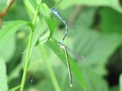 Big bluet (Enallagma durum) mated pair