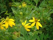 cutleaf coneflower (Rudbeckia laciniata)