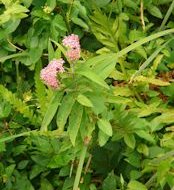 Swamp milkweed (Asclepias incarnata)