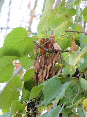 seeds on treated trees