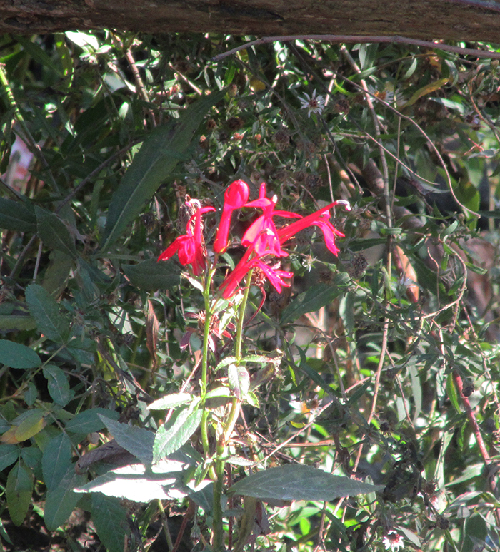 A_few_bright_red_cardinal_flowers_Lobelia_cardinalis_were_in_bloom_along_the_shoreline-gb-700.jpg