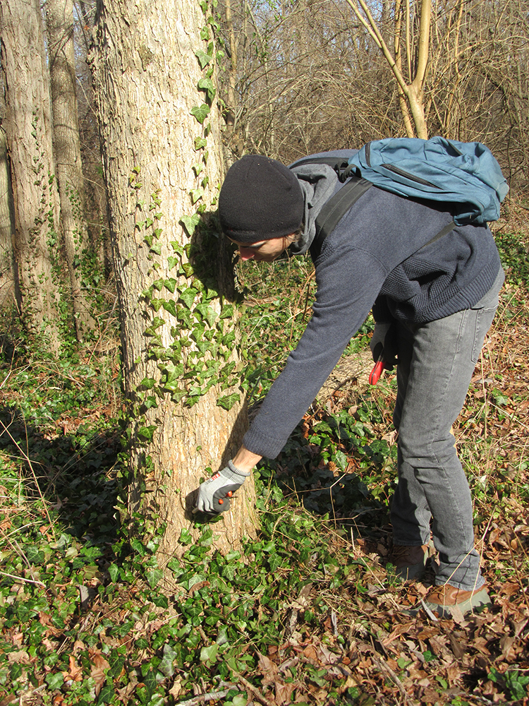 Austen Ballard and many others removed ivy from trees