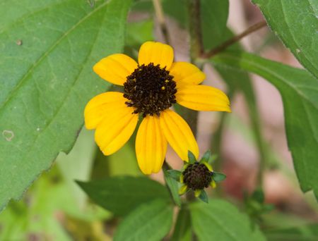 brown-eyed Susan