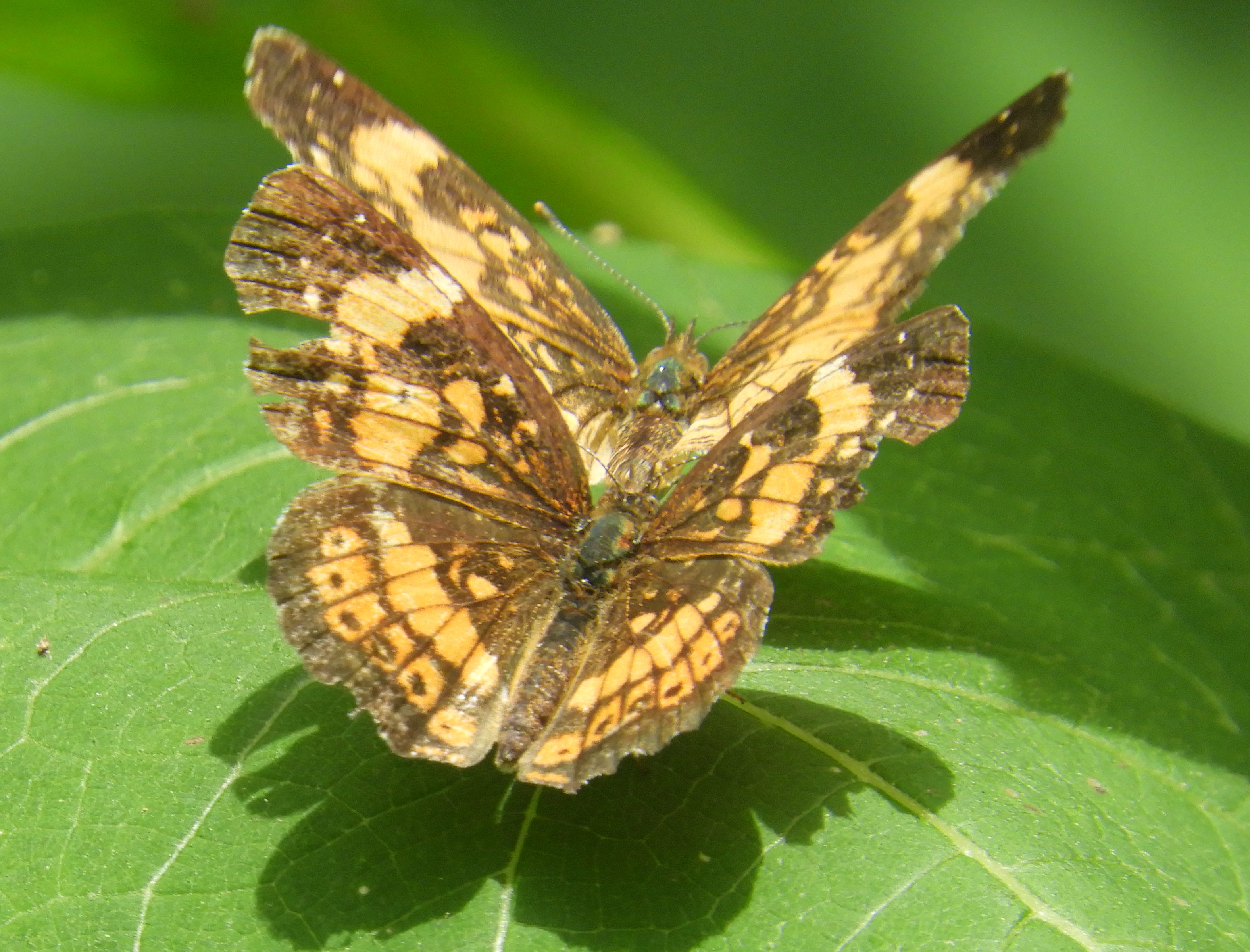 BW silvery checkerspo butterflies mating