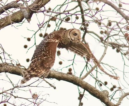 Barred Owl