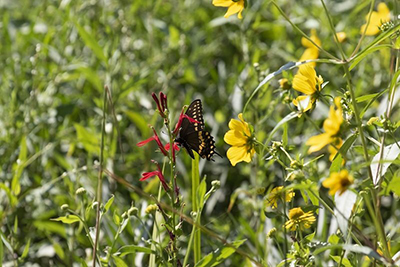 Black Swallowtail butterfly on Cardinal Flower - Dixie Sommers