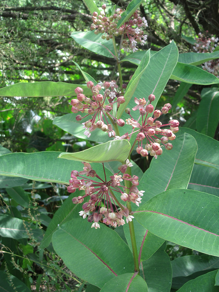 Common_milkweed_blossoms_were_emerging-700.jpg