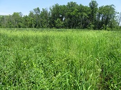 Dyke Marsh in summer