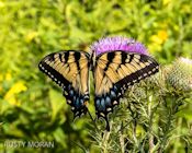 Eastern tiger swallowtail