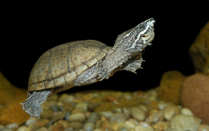 Eastern_Musk_Turtle_Sternotherus_odoratus-700.jpg