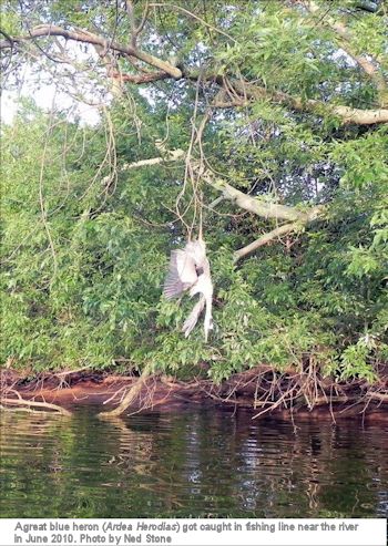 great blue heron