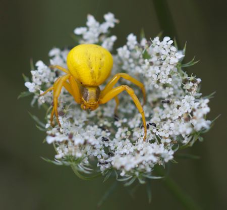 Goldenrod crab spider