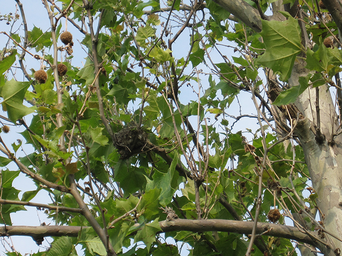Kay_said_that_this_Eastern_kingbird_Tyrannus_tyrannus_nest_has_eggs-700.jpg