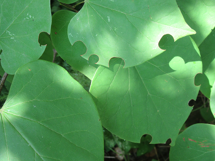 Leaf_cutter_bees_genus_Megachle_chomped_out_circular_pieces_of_redbud_tree_leaves-2-700.jpg