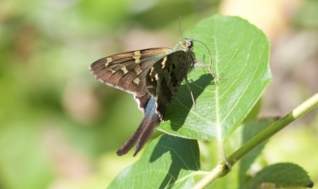 Long tailed skipper