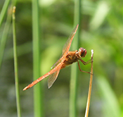 Much to See, Hear and Feel on Ecology Walk