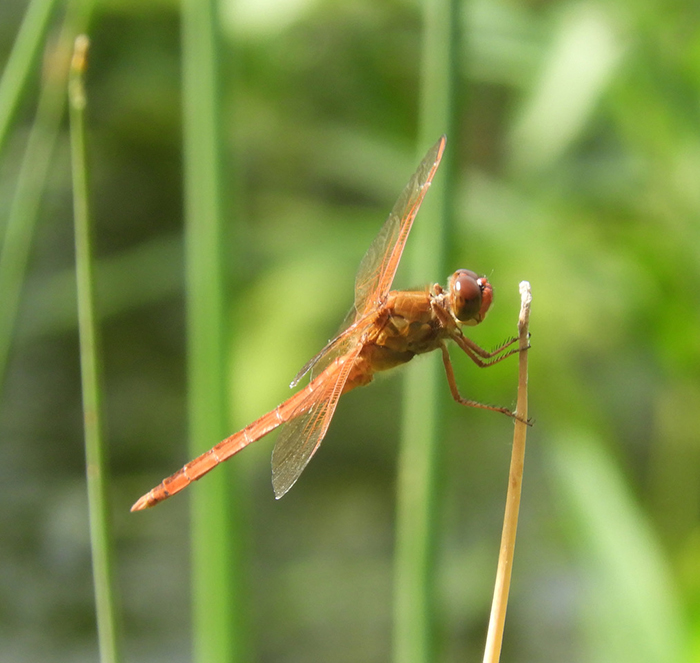 Much to See, Hear and Feel on Ecology Walk