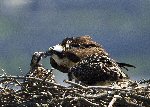 Osprey nest