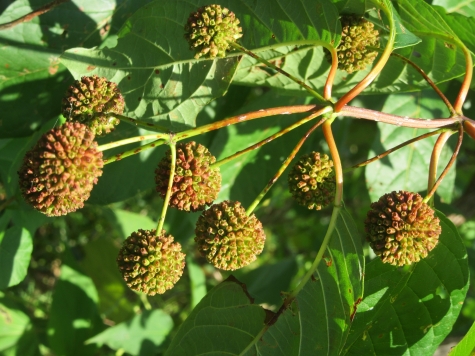 Plant Walk Buttonbush