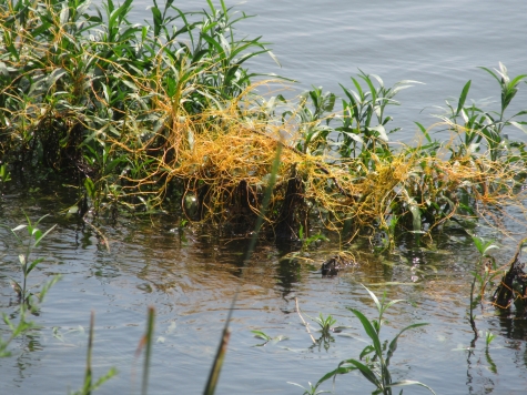 Plant Walk Dodder