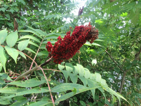 Plant Walk Sumac