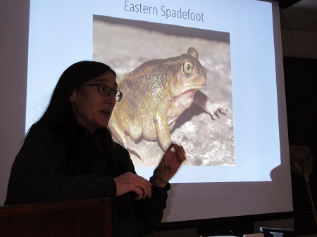 Eastern Spadefoot