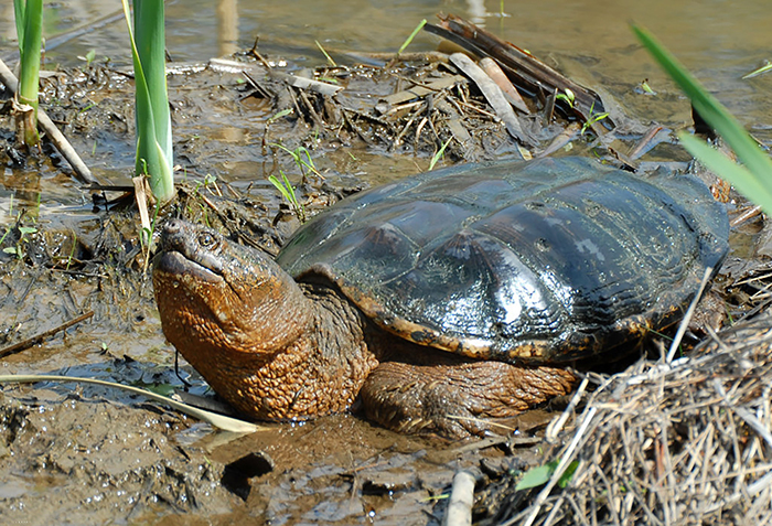 Snapping_Turtle_Chelydra_serpentina-700.jpg