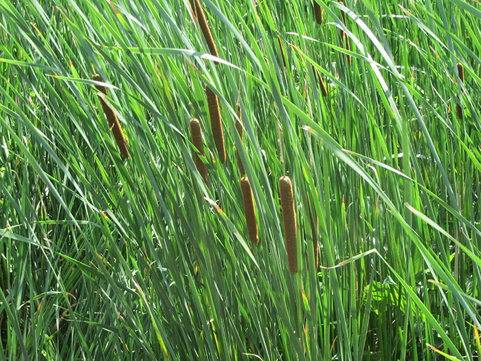 The_2024_emerging_cattails_are_beginning_to_sport_their_hotdog_flowers-700.jpg