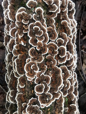 Tree fungus