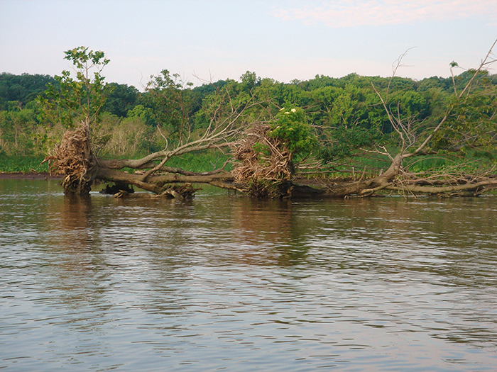 Trees falling gb med