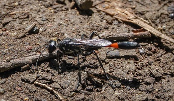 Common thread-waisted wasp