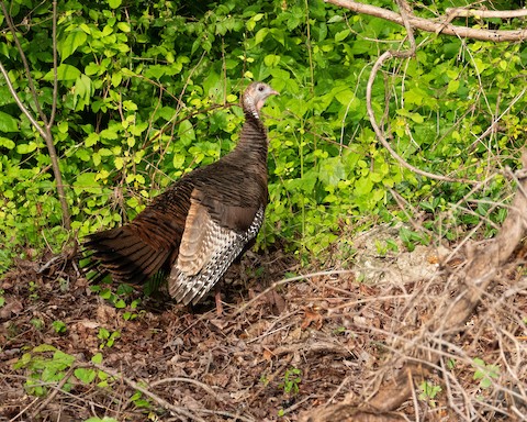 Wild turkey sommers