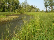 wild rice