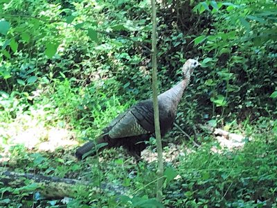 Wild turkey