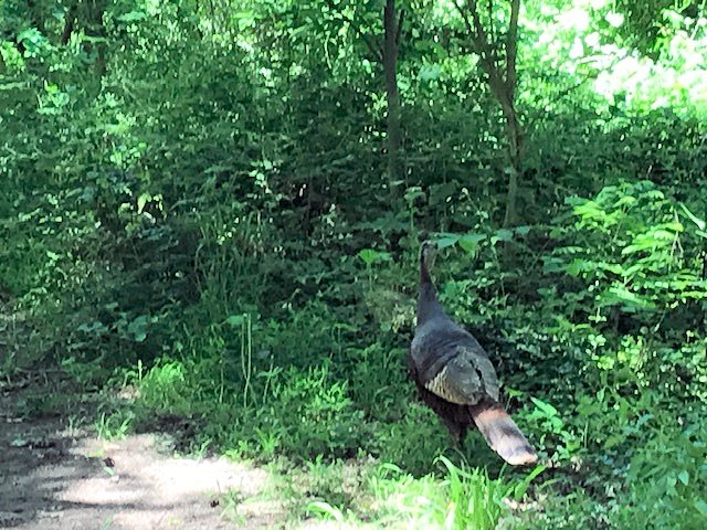 Wild turkey