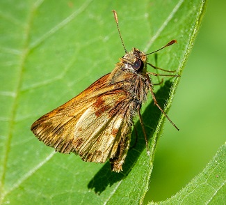 Zabulon skipper butterfly