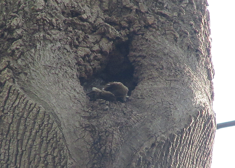 barred owl nest and tail sm