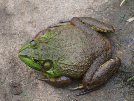 American bullfrog