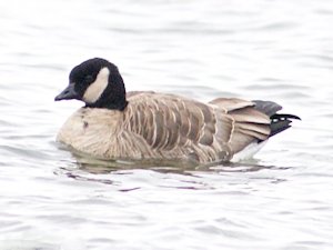 Cackling goose