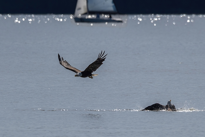 [Photo] Bald eagle attack 1 of 4