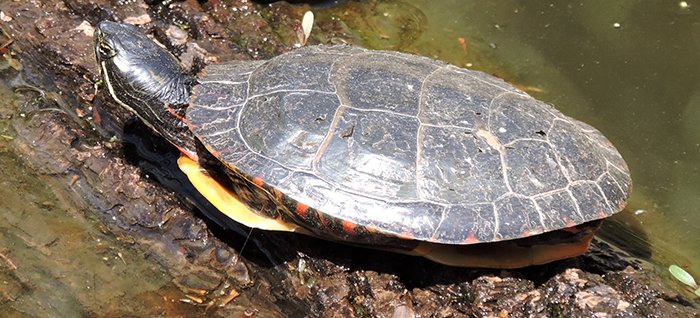 eastern painted turtle