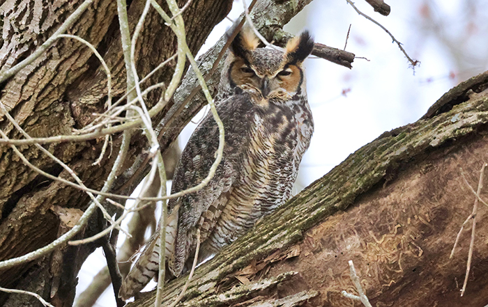 great horned owl 2 eder sm